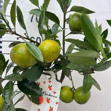 Citrus reticulata