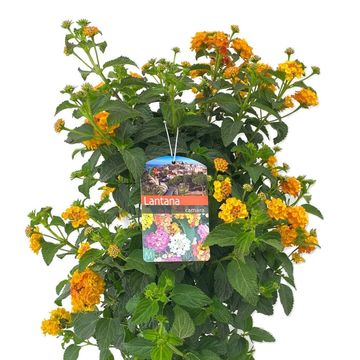Lantana camara