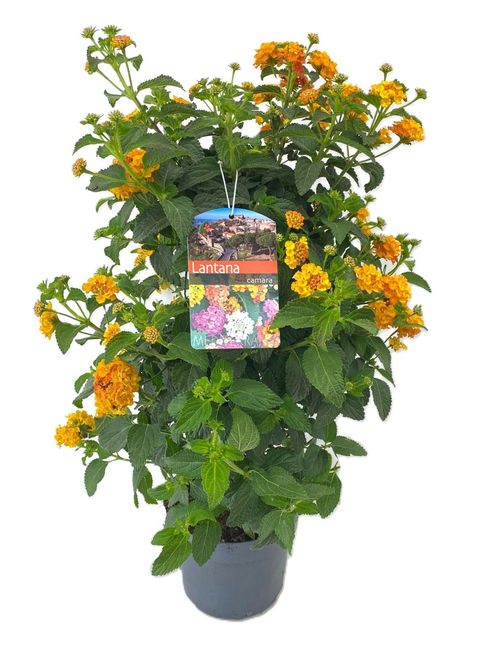 Lantana camara
