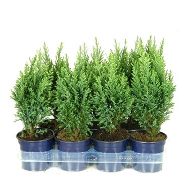 Chamaecyparis lawsoniana 'Snow White'
