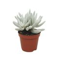 Senecio haworthii 'Mont Blanc'