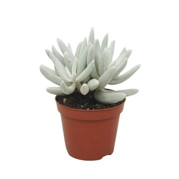 Senecio haworthii 'Mont Blanc'