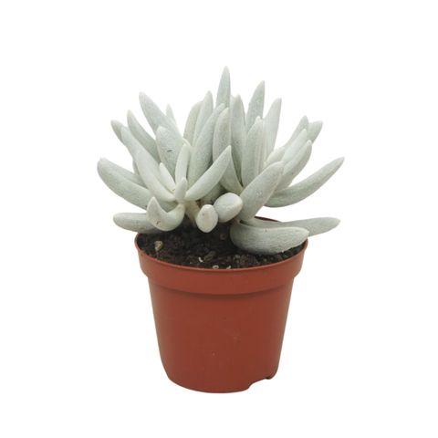 Senecio haworthii 'Mont Blanc'