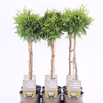 Thuja plicata 'Gelderland'