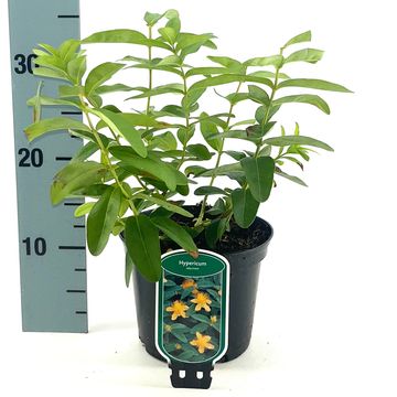 Hypericum calycinum
