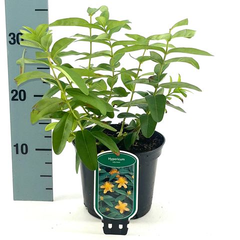 Hypericum calycinum