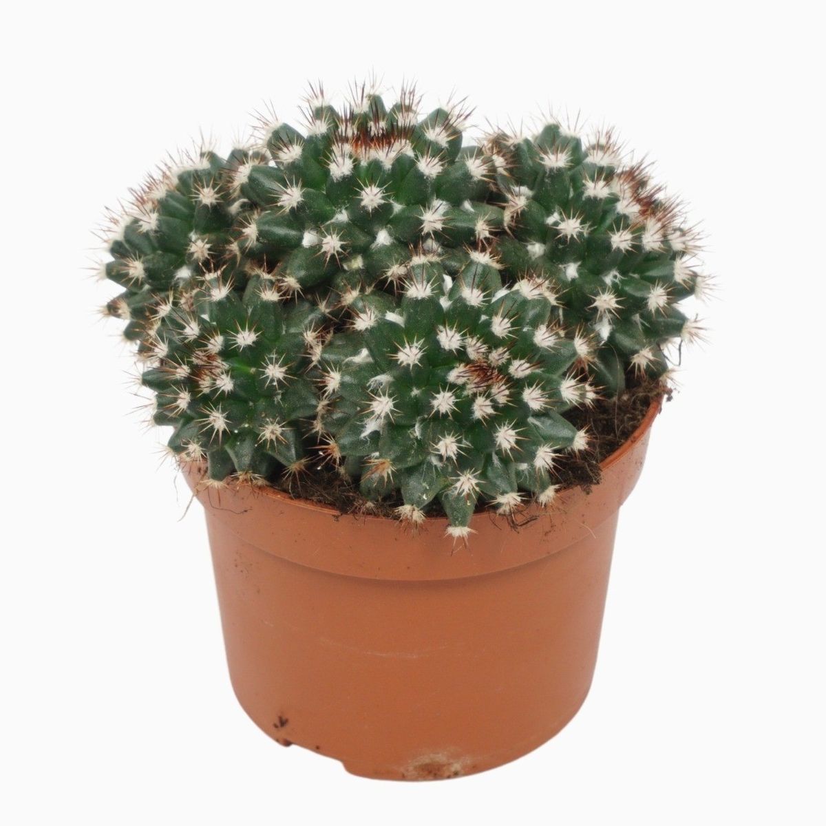 Mammillaria voburnensis — Plant Wholesale FlorAccess