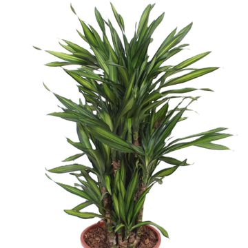 Dracaena fragrans RIKI