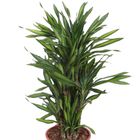 Dracaena fragrans RIKI