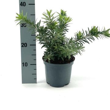 Callistemon viminalis