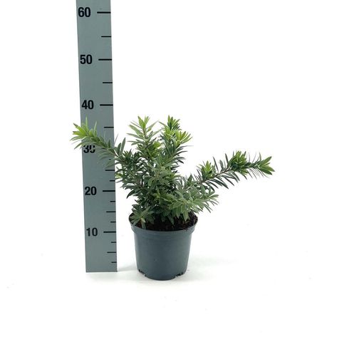 Callistemon viminalis