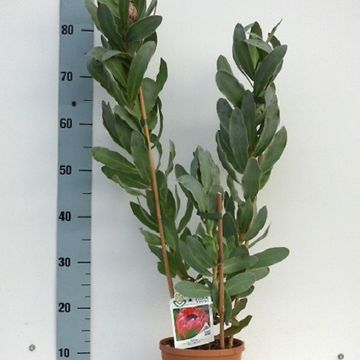 Protea 'Sylvia'