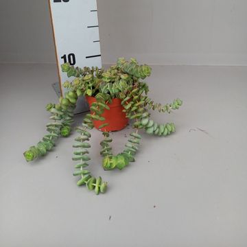 Crassula 'Hottentot'