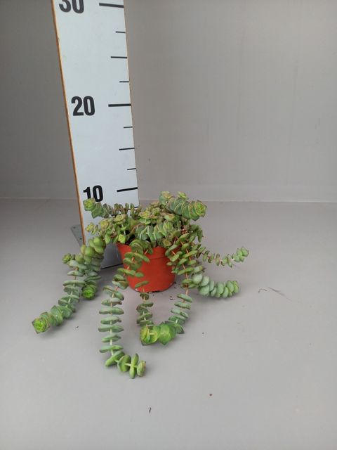 Crassula 'Hottentot'