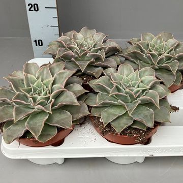 Echeveria 'Madiba'