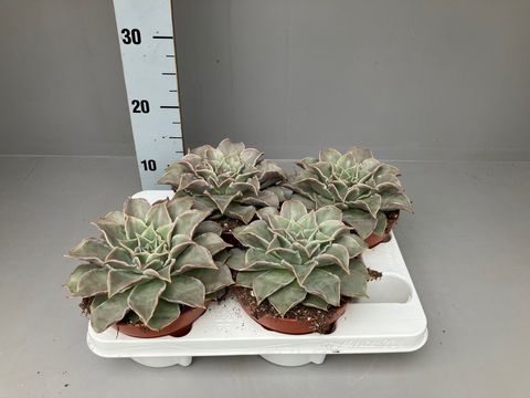 Echeveria 'Madiba'
