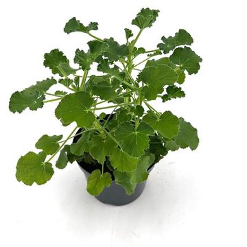 Pelargonium 'Torento'