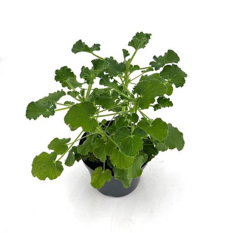 Pelargonium 'Torento'