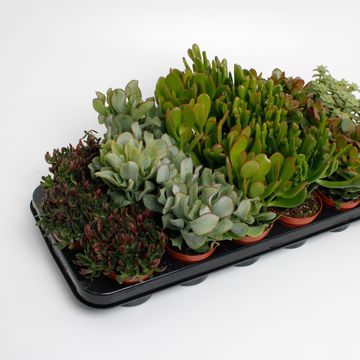 Crassula MIX