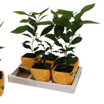 Citrus x microcarpa