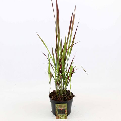 Imperata cylindrica 'Ред Барон'