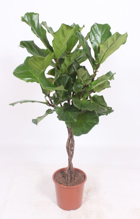 Ficus lyrata — Plant Wholesale FlorAccess