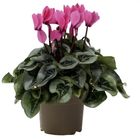 Cyclamen persicum SUPER SERIE S REMBRANDT NEON PINK