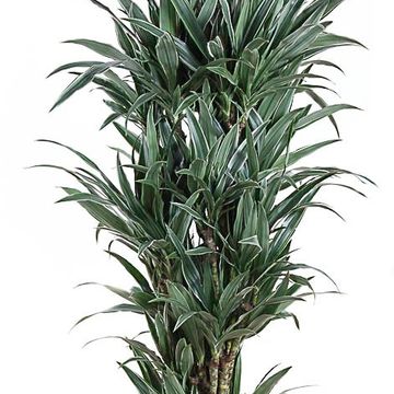 Dracaena fragrans 'Warneckei'