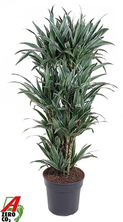 Dracaena fragrans 'Warneckei'