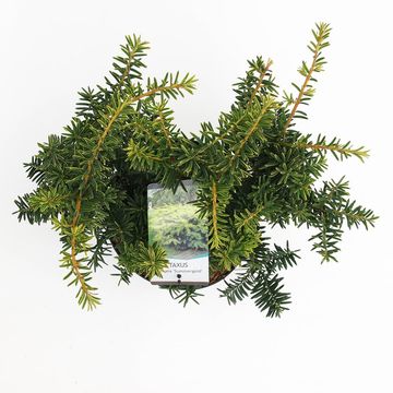 Taxus baccata 'Саммерголд'