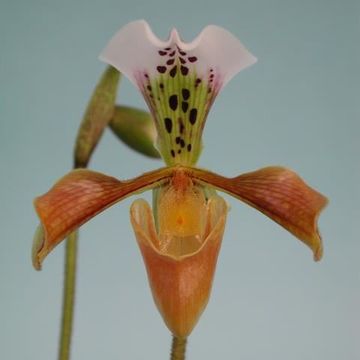 Paphiopedilum gratrixianum