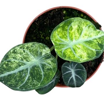 Alocasia 'Ninja Tricolor'