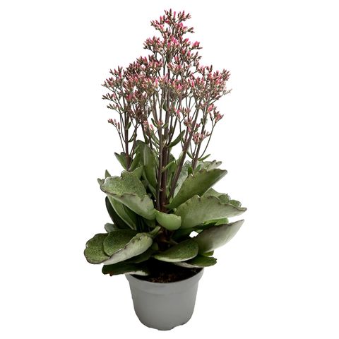 Kalanchoe 'Surprising Canyon'