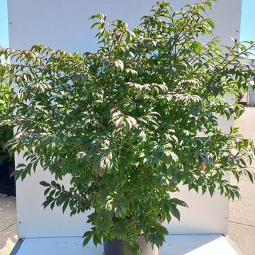 Euonymus alatus 'Compactus'