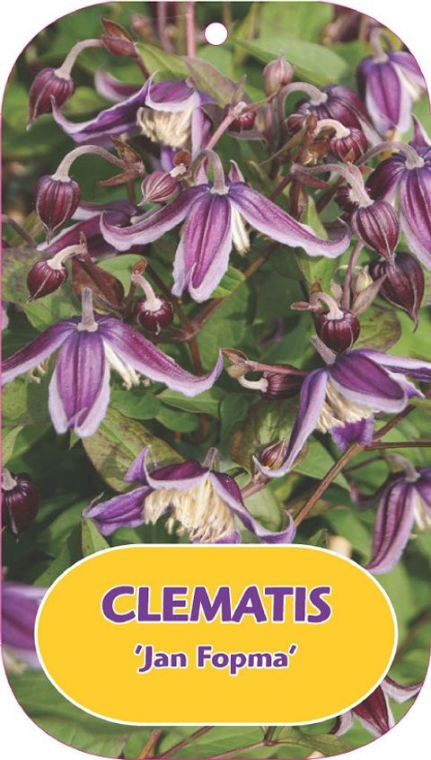 Clematis 'Jan Fopma' (D)