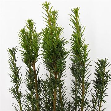 Taxus x media 'Hicksii'