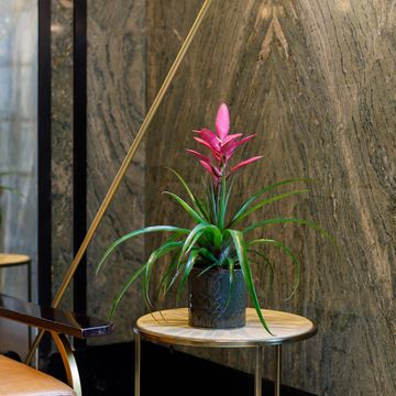 Tillandsia 'Antonio'