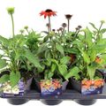 Echinacea purpurea MIX