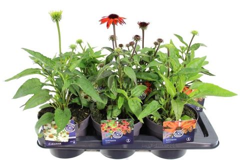 Echinacea purpurea MIX