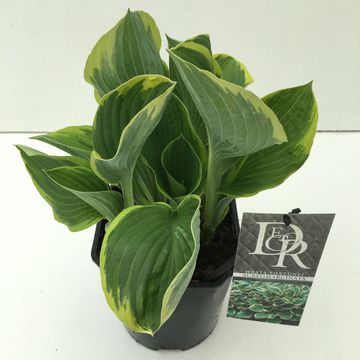 Hosta 'Fortunei Aureomarginata'