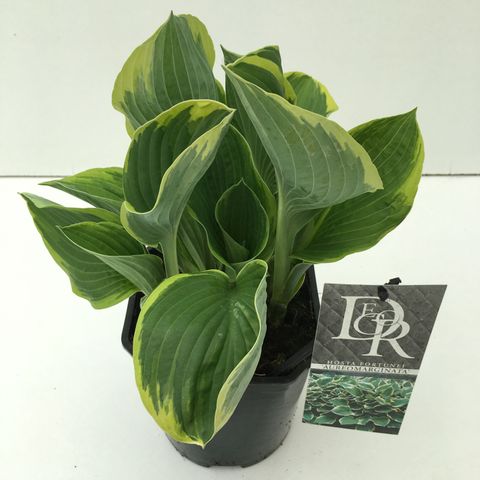 Hosta 'Fortunei Aureomarginata'