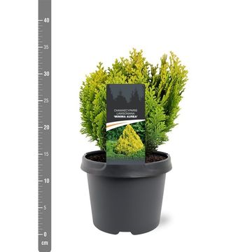 Chamaecyparis lawsoniana 'Minima Aurea'