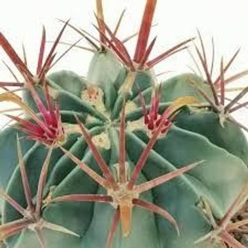 Ferocactus latispinus