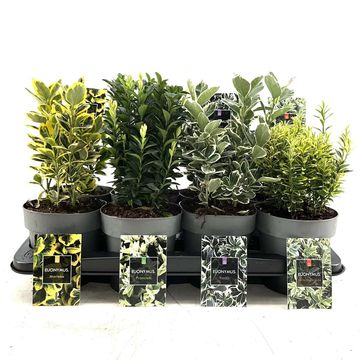 Euonymus MIX
