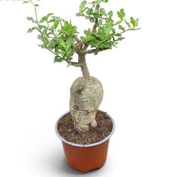 Fockea edulis