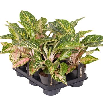 Aglaonema 'Melon Candy'