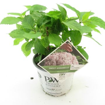 Hydrangea arborescens SWEET ANNABELLE
