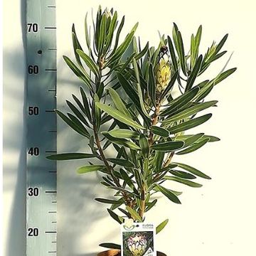 Protea 'White Night'