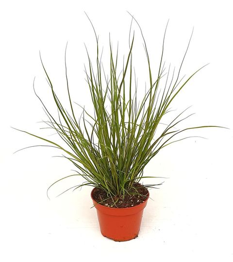 Carex 'Phoenix Green'