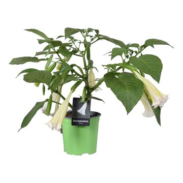 Brugmansia BUSH WHITE